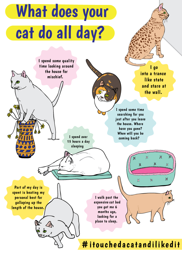what does your cat do all day? From i touched a cat and i liked it the ultimate book for cat lovers by anna blandford